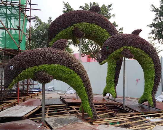 洛阳大型五色草立体花坛团队