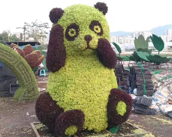 熊猫五色草造型