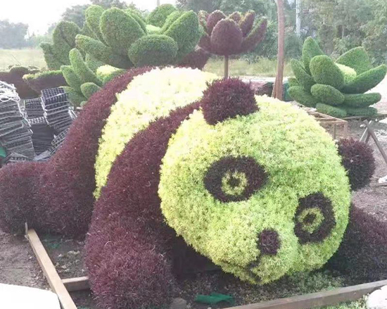 上海熊猫五色草案例